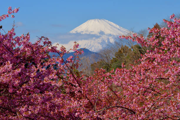 This photo of Mt Fuji and cherry blossom was taken at Matsuda-yama, Kanagawa Prefecture, south of Tokyo. Matsuda-yama is beautiful place with cherry blossoms and rape flowers in full bloom in early spring. The species of this cherry blossom is called kawazu-zakura, which blooms in February and early March.