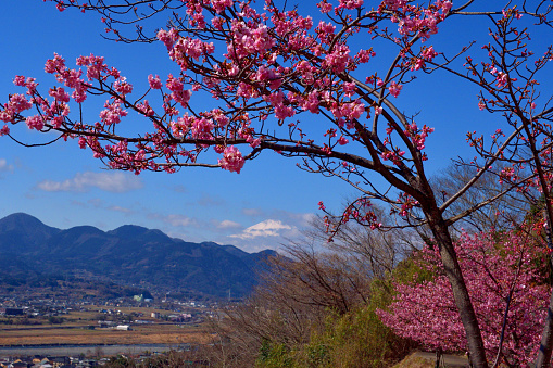 This photo of Mt Fuji and cherry blossom was taken at Matsuda-yama, Kanagawa Prefecture, south of Tokyo. Matsuda-yama is beautiful place with cherry blossoms and rape flowers in full bloom in early spring. The species of this cherry blossom is called kawazu-zakura, which blooms in February and early March.