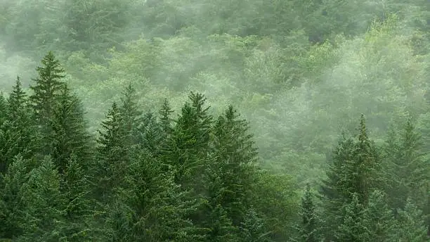 Background view of a misty mountainside evergreen forest - layered trees in front of and behind mist with copy space.