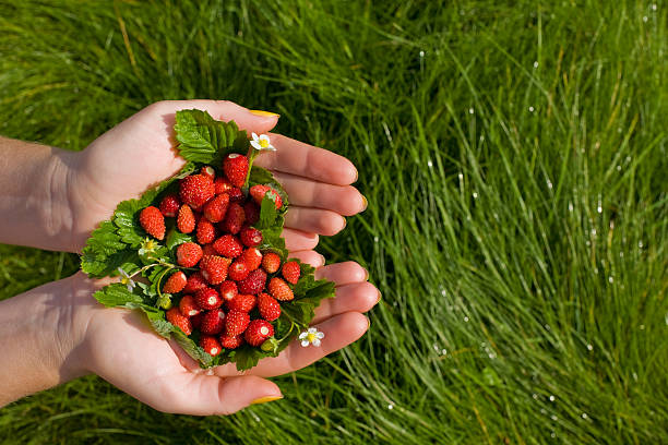 Strawberry in hands on a  grass stock photo