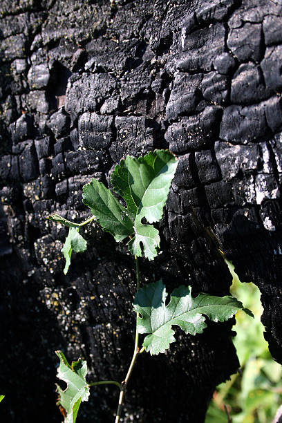 istock Charred wood and young sprout 146880907