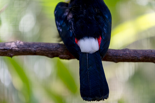 Toucan in a Costa Rican rainforest rear view