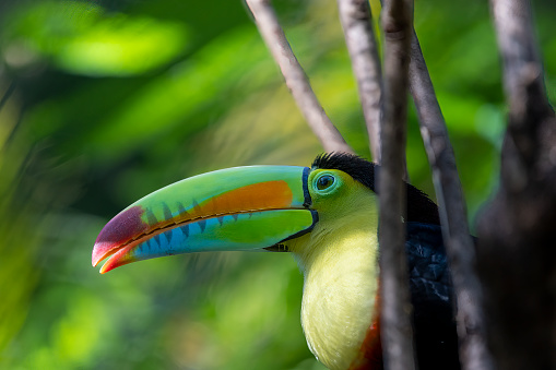 Keel billed or Rainbow Toucan in a Costa Rican rainforest