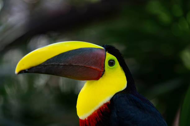 istock Black mandibled Toucan in a Costa Rican rainforest 1468810182