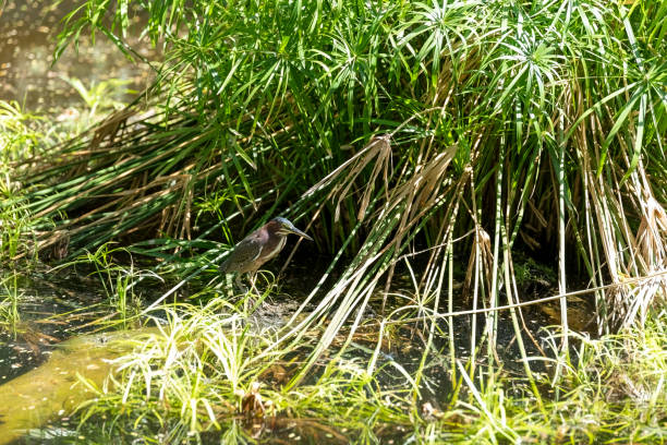 Green Heron in a Costa Rican rainforest