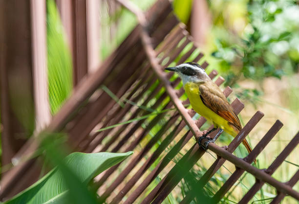 istock Boat-billed flycatcher on a fence 1468810279
