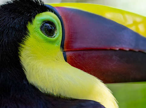 Black mandibled Toucan in a Costa Rican rainforest