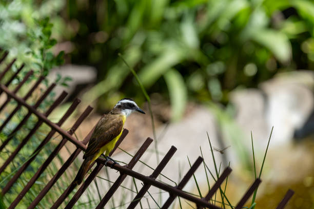 Boat-billed flycatcher on a fence.