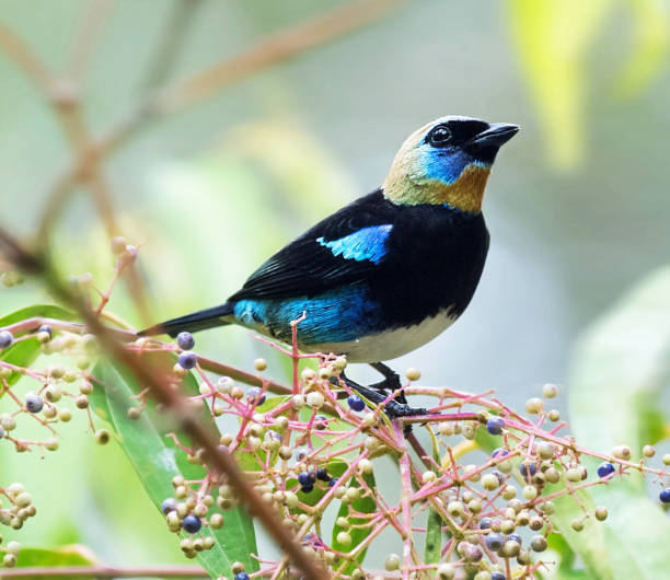 istock Beautiful Panama wildlife  Pictures 1468810328