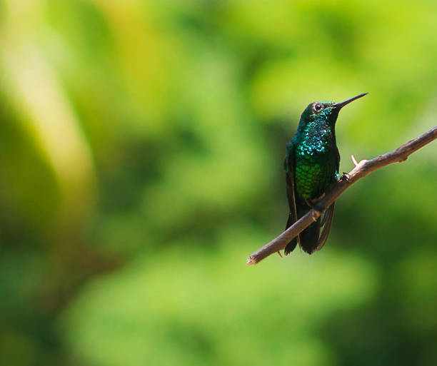 istock Beautiful Panama wildlife  Pictures 1468810400