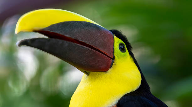 istock Black mandibled Toucan in a Costa Rican rainforest 1468810444