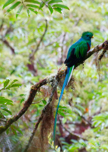 istock Beautiful Panama wildlife  Pictures 1468810696