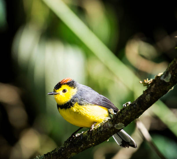 istock Beautiful Panama wildlife  Pictures 1468811516