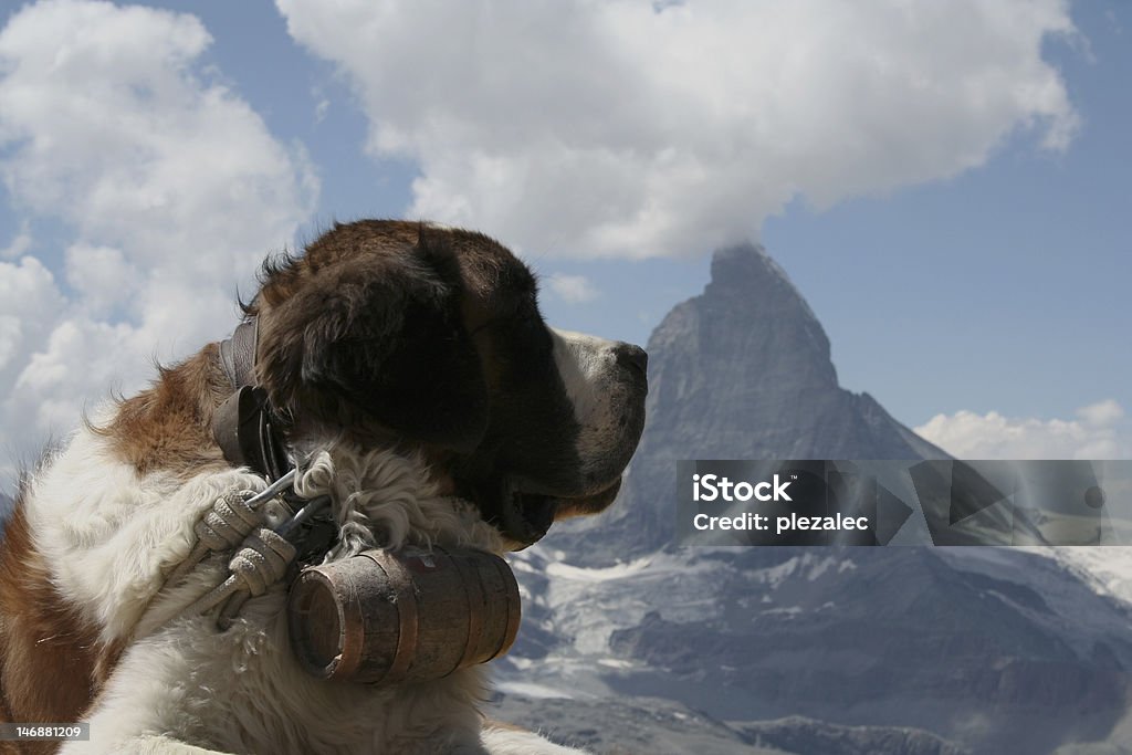 犬と「Matterhorn 」 - セントバーナードのロイヤリティフリーストックフォト