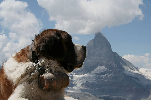 istock Dog and Matterhorn 146881209