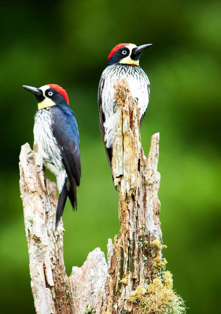 istock Beautiful Panama wildlife  Pictures 1468812123
