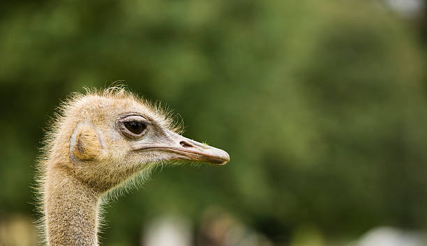 ostrich in nature stock photo