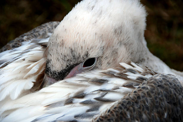 istock male pelican 146881319