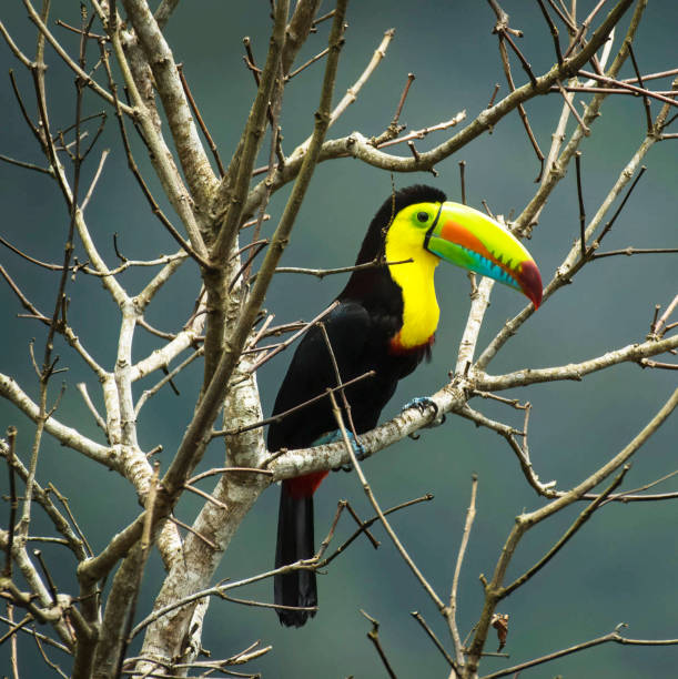 istock Beautiful Panama wildlife  Pictures 1468813237