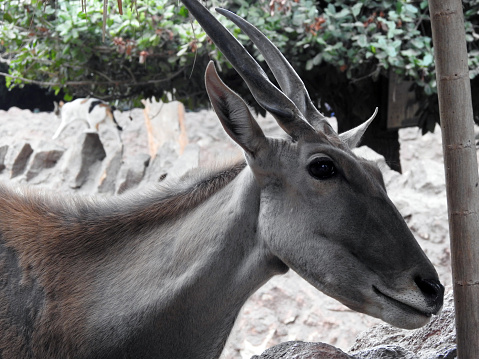 The common eland (Taurotragus oryx), Southern eland antelope, a large-sized savannah and plains antelope found in East and Southern Africa, family Bovidae and genus Taurotragus, selective focus