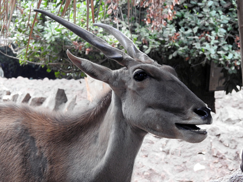 The common eland (Taurotragus oryx), Southern eland antelope, a large-sized savannah and plains antelope found in East and Southern Africa, family Bovidae and genus Taurotragus, selective focus