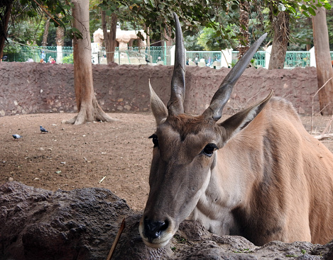 The common eland (Taurotragus oryx), Southern eland antelope, a large-sized savannah and plains antelope found in East and Southern Africa, family Bovidae and genus Taurotragus, selective focus