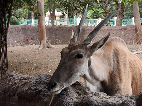 The common eland (Taurotragus oryx), Southern eland antelope, a large-sized savannah and plains antelope found in East and Southern Africa, family Bovidae and genus Taurotragus, selective focus