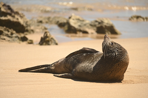 Gorgeous sea lion sunbathing on the Australian coast