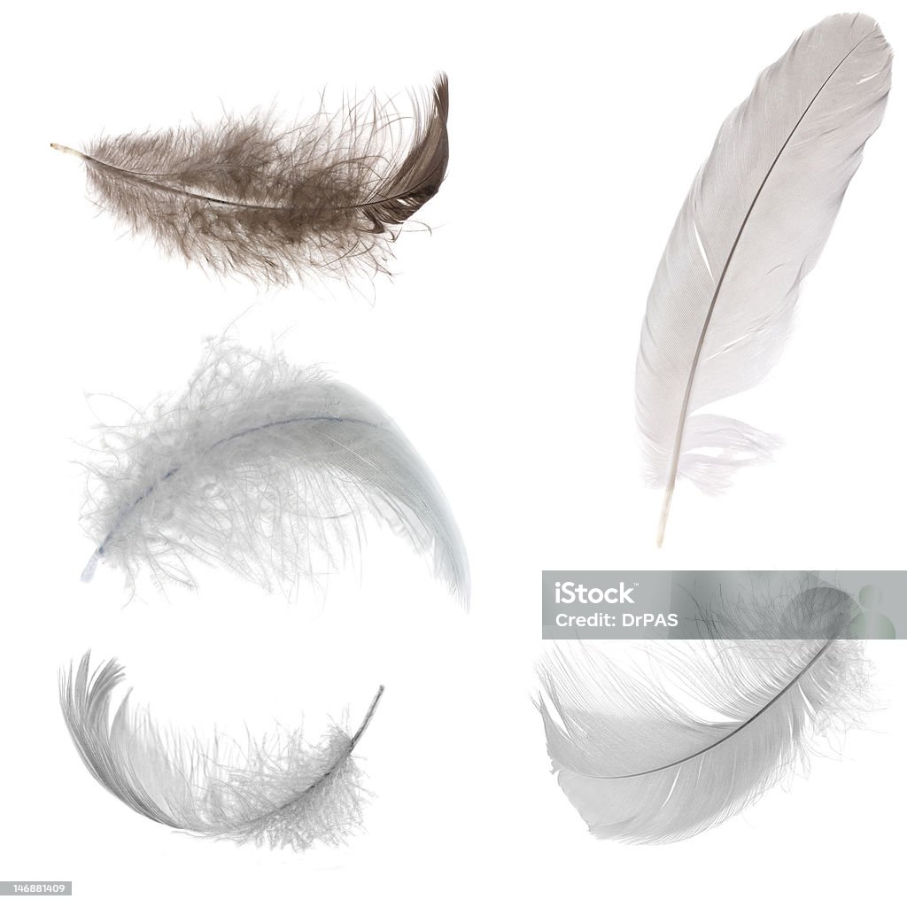 five black and white feathers five black and white feathers isolated on white background Bird Stock Photo