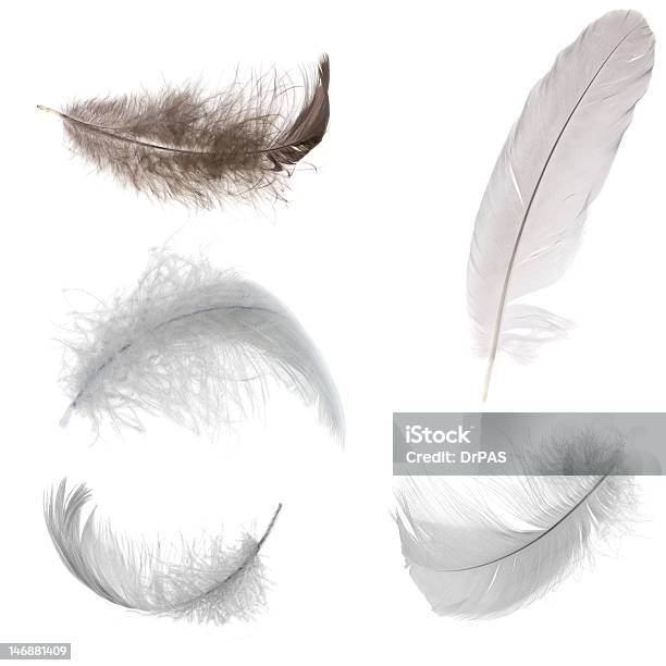 Five Black And White Feathers Stock Photo - Download Image Now - Bird, Bristle - Animal Part, Collection
