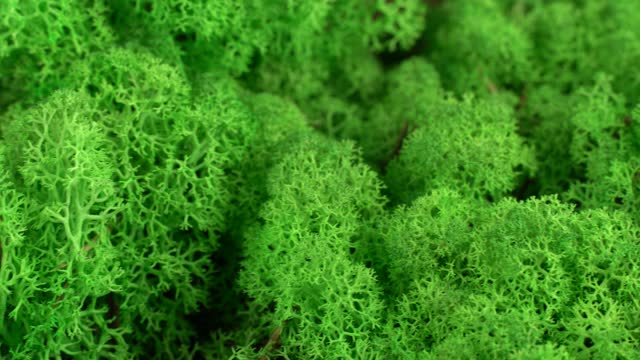 Close-up light green stabilized moss.