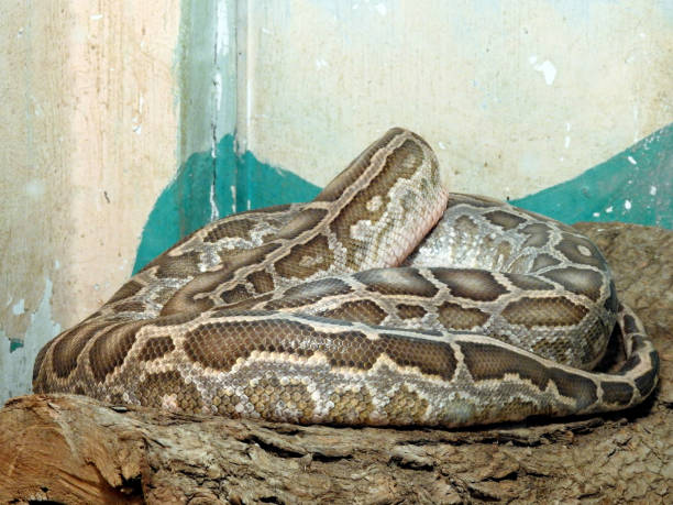 the indian python (python molurus), native to tropical and subtropical regions of the indian subcontinent and southeast asia, also called black-tailed asian rock python, it is nonvenomous - snake cobra egyptian cobra poisonous organism imagens e fotografias de stock