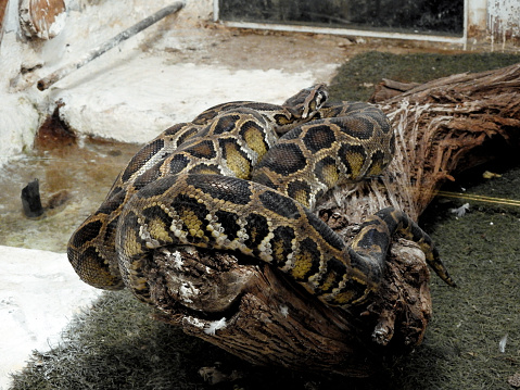 The Indian Python Native To Tropical And Subtropical Regions Of The ...