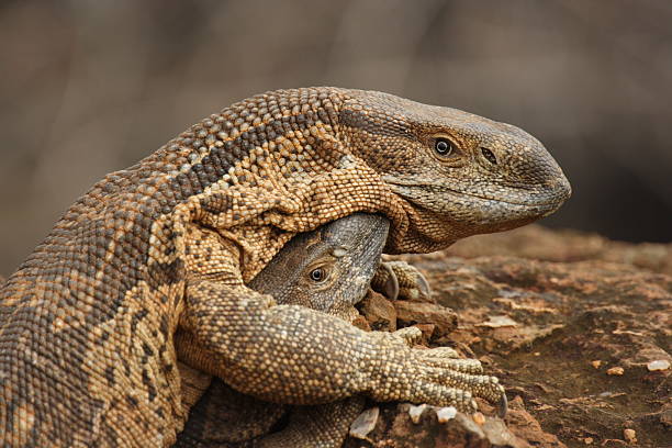 istock African Rock Monitor Lizzard 146881893