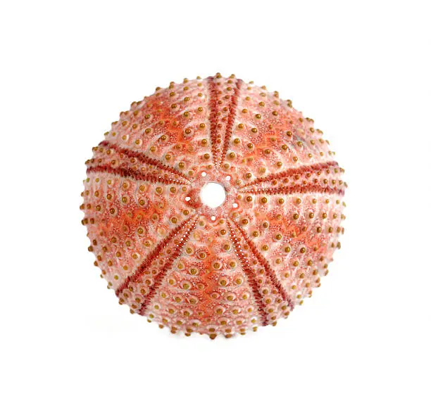 sea urchin skeleton macro texture