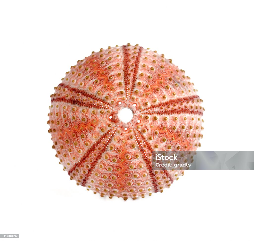 Море urchin - Стоковые фото Морской ёж роялти-фри