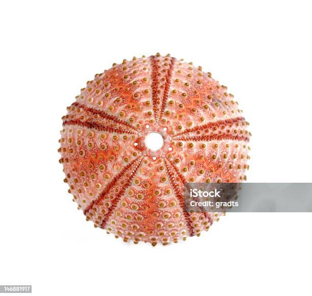 Море Urchin — стоковые фотографии и другие картинки Морской ёж - Морской ёж, Скелет животного, Горизонтальный