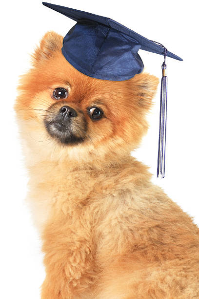 loulou de poméranie - dog graduation hat school photos et images de collection