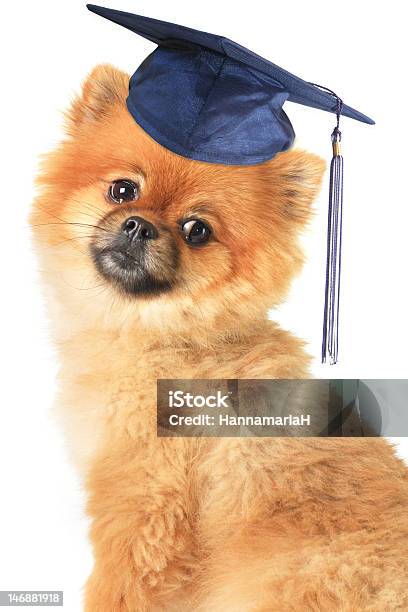 Pomeranian - zdjęcia stockowe i więcej obrazów Czapka - Czapka, Pies, Wręczenie dyplomów