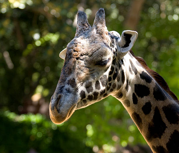 Giraffe close-up stock photo