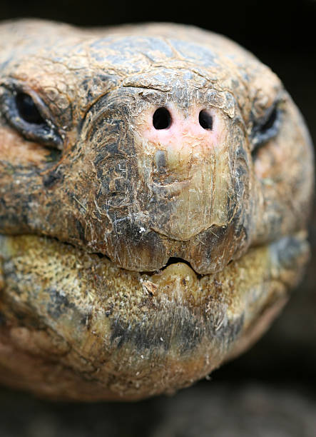 istock Close up Giant Galapagos Tortoise 146882230