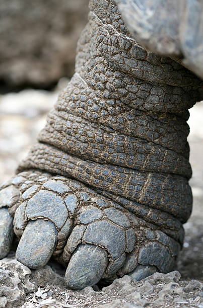 istock Giant Galapagos Tortoise Foot 146882232