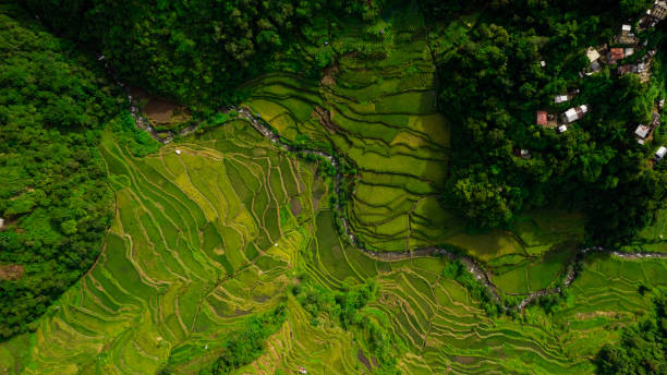 fotografia aerea di terrazze di riso con nel mezzo un piccolo fiume all'interno di una foresta pluviale a batad, luzon island, filippine - ifugao foto e immagini stock