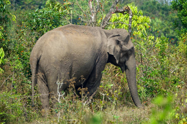 dziki słoń indyjski w naturze - safari animals elephant rear end animal nose zdjęcia i obrazy z banku zdjęć