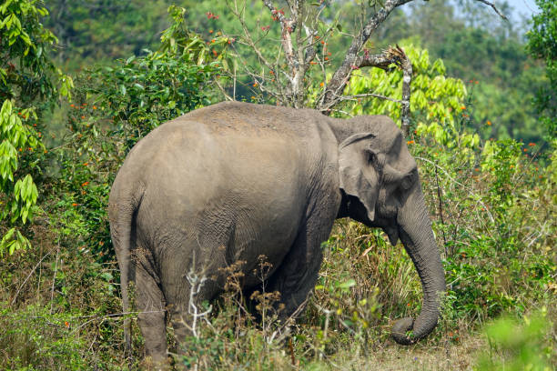 éléphant sauvage indien dans la nature - safari animals elephant rear end animal nose photos et images de collection