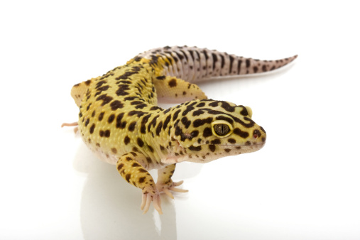 High yellow Leopard gecko on a white background