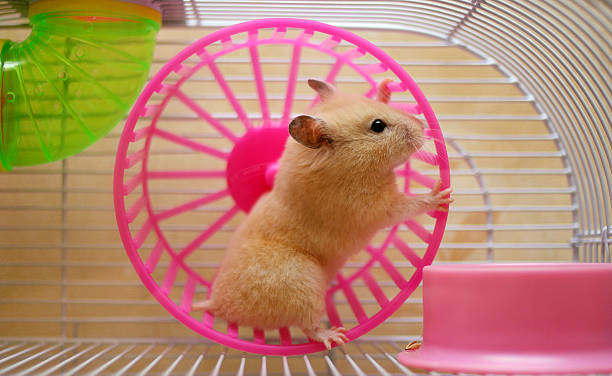 istock Hamster playing on a wheel in its cage 146882385