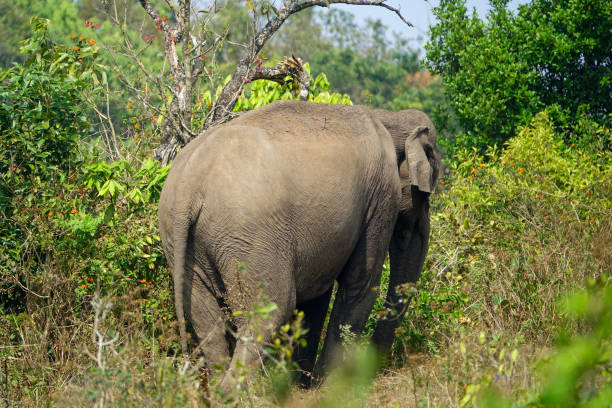dziki słoń indyjski w naturze - safari animals elephant rear end animal nose zdjęcia i obrazy z banku zdjęć