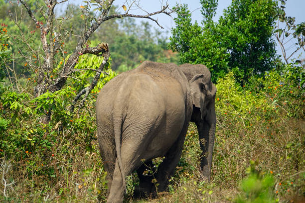 éléphant sauvage indien dans la nature - safari animals elephant rear end animal nose photos et images de collection