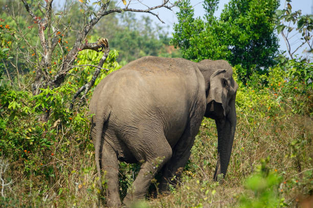 dziki słoń indyjski w naturze - safari animals elephant rear end animal nose zdjęcia i obrazy z banku zdjęć